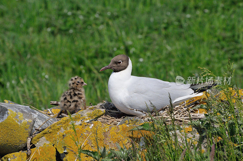 普通古尔(Larus ridibundus)